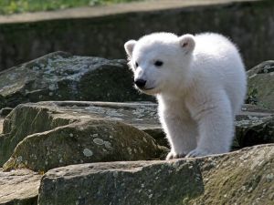 mlada_polarneho_medveda[1].jpg