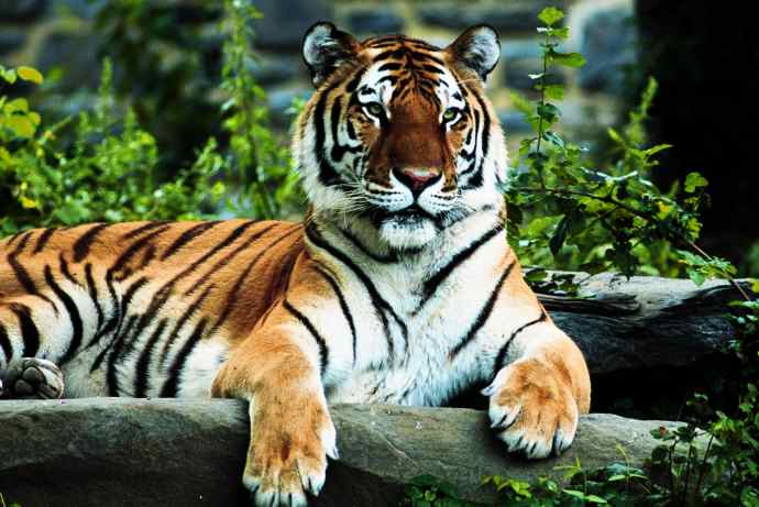 tiger-regal[1].jpg